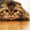 Кот Кот